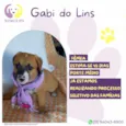 Gabi do Lins