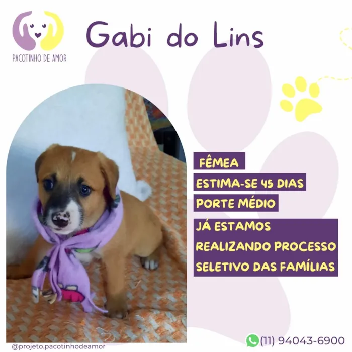 Cachorro raça SRD-ViraLata idade 2 a 6 meses nome Gabi do Lins