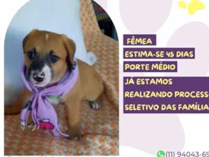Cachorro raça SRD-ViraLata idade 2 a 6 meses nome Gabi do Lins