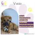 Valdo