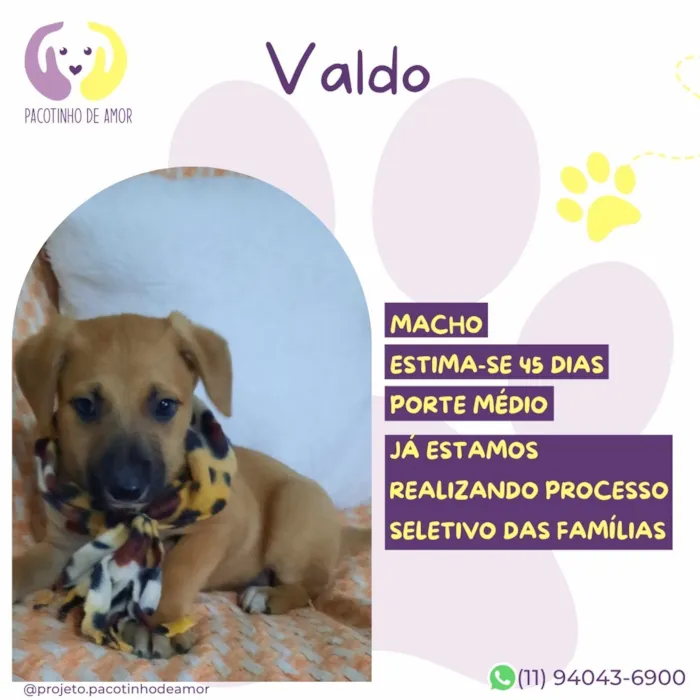 Cachorro raça SRD-ViraLata idade 2 a 6 meses nome Valdo