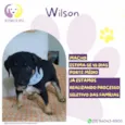 Wilson