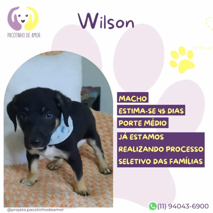 Cachorro raça SRD-ViraLata idade 2 a 6 meses nome Wilson