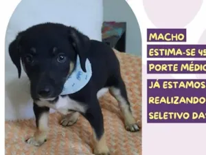 Cachorro raça SRD-ViraLata idade 2 a 6 meses nome Wilson