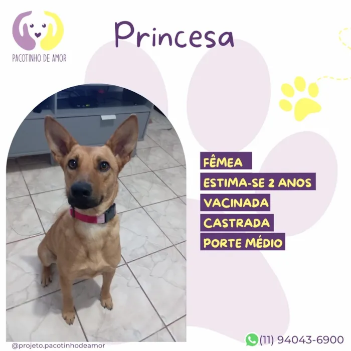 Cachorro raça SRD-ViraLata idade 2 anos nome Princesa