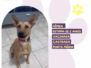Cachorro raça SRD-ViraLata idade 2 anos nome Princesa