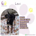 Levi
