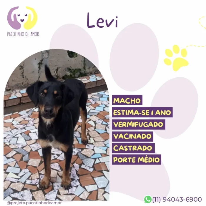 Cachorro raça SRD-ViraLata idade 1 ano nome Levi