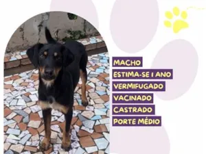 Cachorro raça SRD-ViraLata idade 1 ano nome Levi