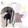 Luan