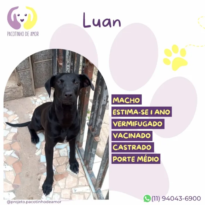 Cachorro raça SRD-ViraLata idade 1 ano nome Luan
