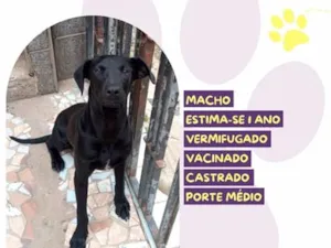 Cachorro raça SRD-ViraLata idade 1 ano nome Luan