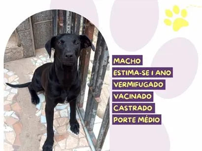 Cachorro raça SRD-ViraLata idade 1 ano nome Luan