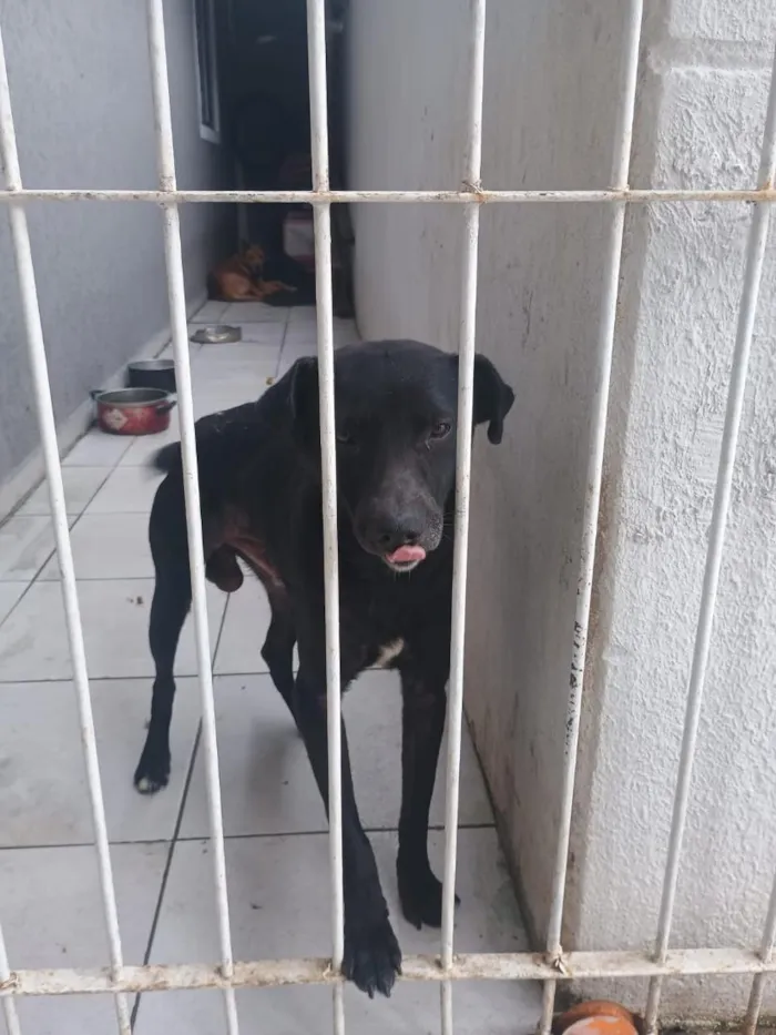 Cachorro raça SRD-ViraLata idade 2 anos nome Max