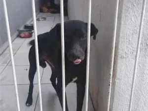 Cachorro raça SRD-ViraLata idade 2 anos nome Max