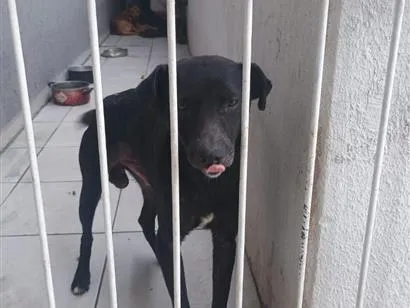 Cachorro raça SRD-ViraLata idade 2 anos nome Max