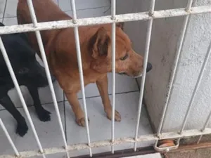 Cachorro raça SRD-ViraLata idade 6 ou mais anos nome Bob