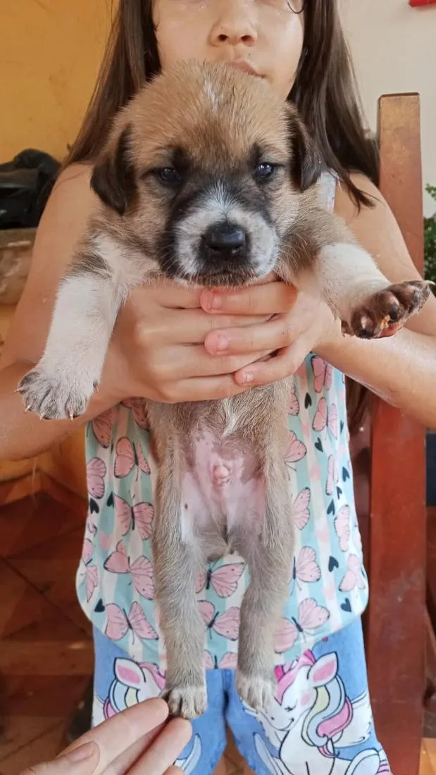 Cachorro raça SRD-ViraLata idade Abaixo de 2 meses nome não tem nomes