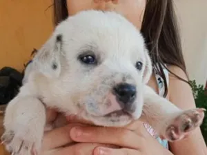 Cachorro raça SRD-ViraLata idade Abaixo de 2 meses nome não tem nomes