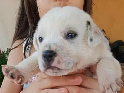 Cachorro raça SRD-ViraLata idade Abaixo de 2 meses nome não tem nomes