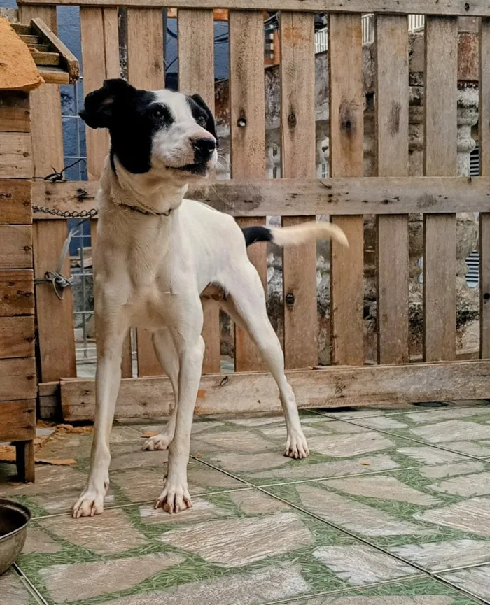 Cachorro raça SRD-ViraLata idade 2 anos nome BRITINEY