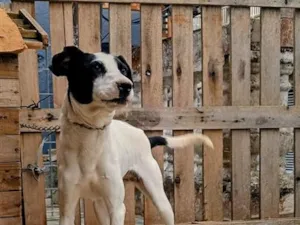 Cachorro raça SRD-ViraLata idade 2 anos nome BRITINEY