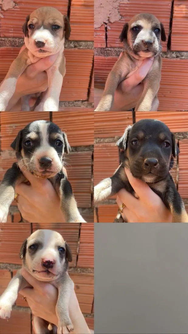 Cachorro raça SRD-ViraLata idade Abaixo de 2 meses nome Cachorros