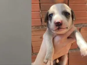 Cachorro raça SRD-ViraLata idade Abaixo de 2 meses nome Cachorros