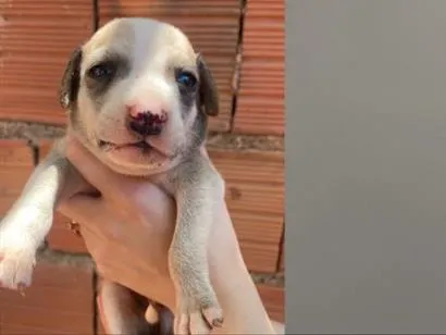 Cachorro raça SRD-ViraLata idade Abaixo de 2 meses nome Cachorros