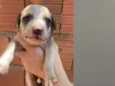 Cachorros