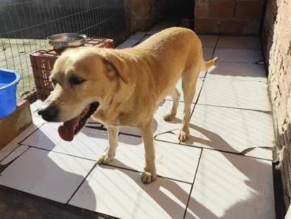 Cachorro raça Labrador idade 6 ou mais anos nome Zeus 