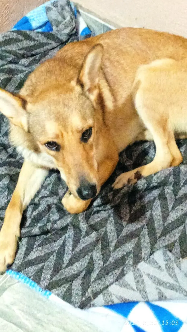 Cachorro raça SRD-ViraLata idade 1 ano nome Cecília 