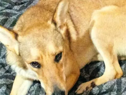 Cachorro raça SRD-ViraLata idade 1 ano nome Cecília 