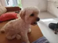 Amora