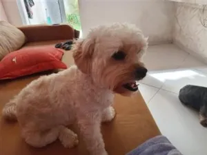 Cachorro raça Shitzu idade 2 anos nome Amora