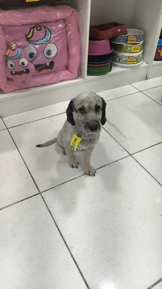 Cachorro raça SRD-ViraLata idade 2 anos nome Madruga