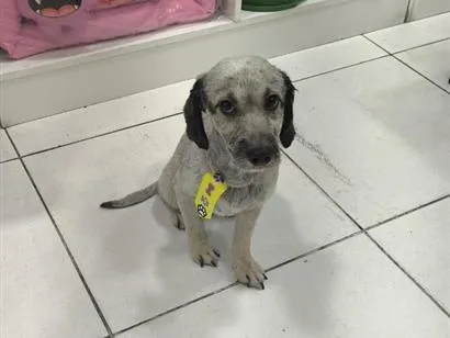 Cachorro raça SRD-ViraLata idade 2 anos nome Madruga