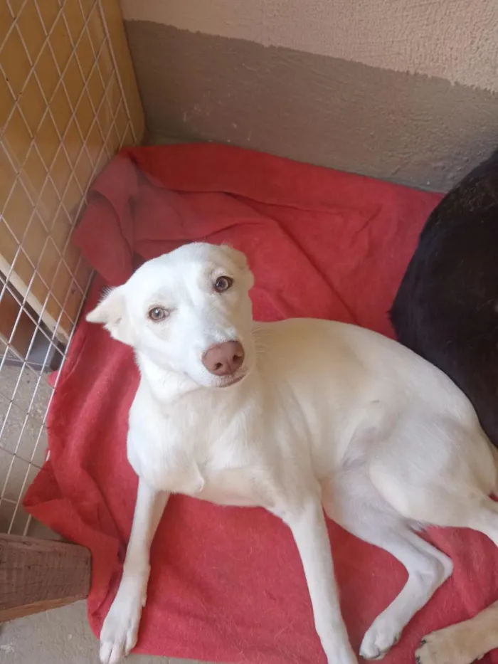 Cachorro raça SRD-ViraLata idade 7 a 11 meses nome Clarinha 