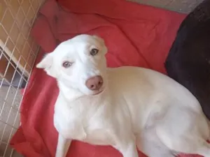 Cachorro raça SRD-ViraLata idade 7 a 11 meses nome Clarinha 