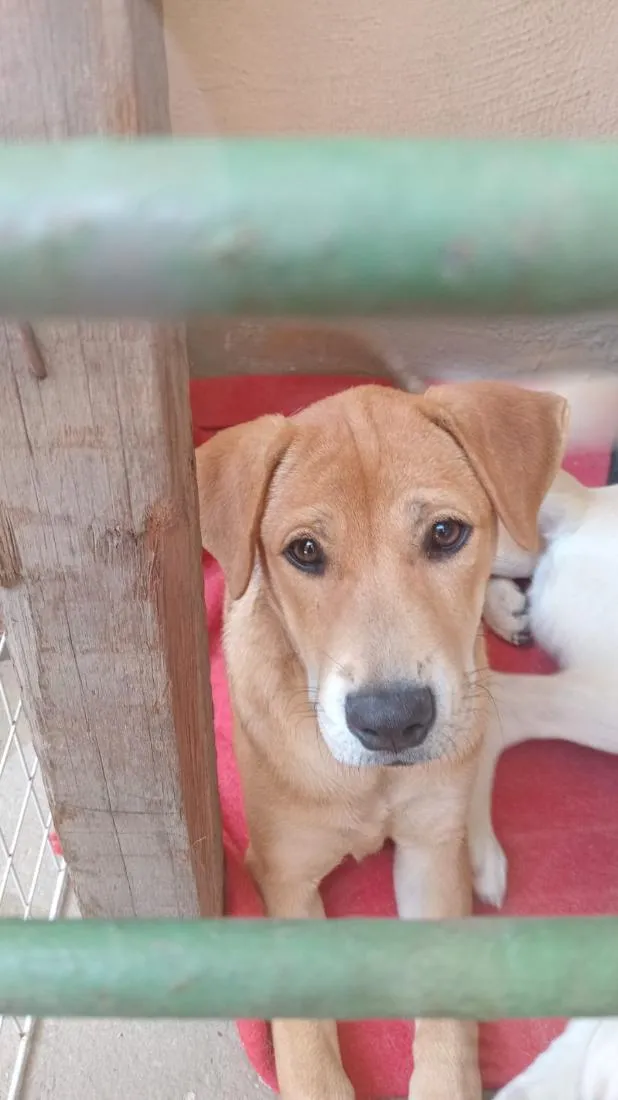 Cachorro raça SRD-ViraLata idade 2 a 6 meses nome Fênix 