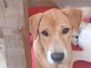 Cachorro raça SRD-ViraLata idade 2 a 6 meses nome Fênix 