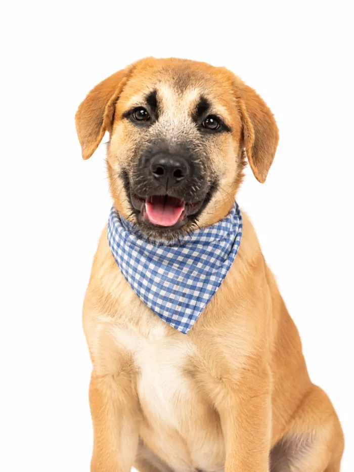 Cachorro raça SRD-ViraLata idade 2 a 6 meses nome Woody 
