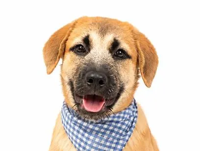 Cachorro raça SRD-ViraLata idade 2 a 6 meses nome Woody 