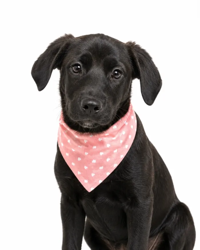 Cachorro raça SRD-ViraLata idade 2 a 6 meses nome Dolly