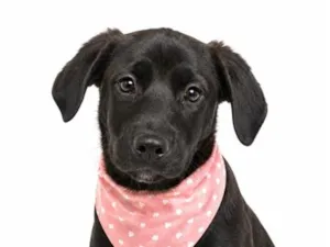 Cachorro raça SRD-ViraLata idade 2 a 6 meses nome Dolly