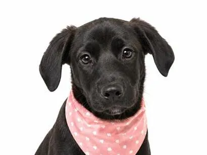 Cachorro raça SRD-ViraLata idade 2 a 6 meses nome Dolly
