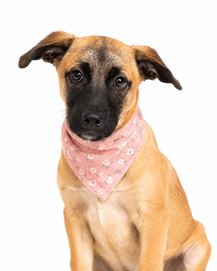 Cachorro raça SRD-ViraLata idade 2 a 6 meses nome Jessie
