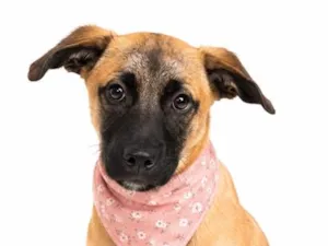 Cachorro raça SRD-ViraLata idade 2 a 6 meses nome Jessie