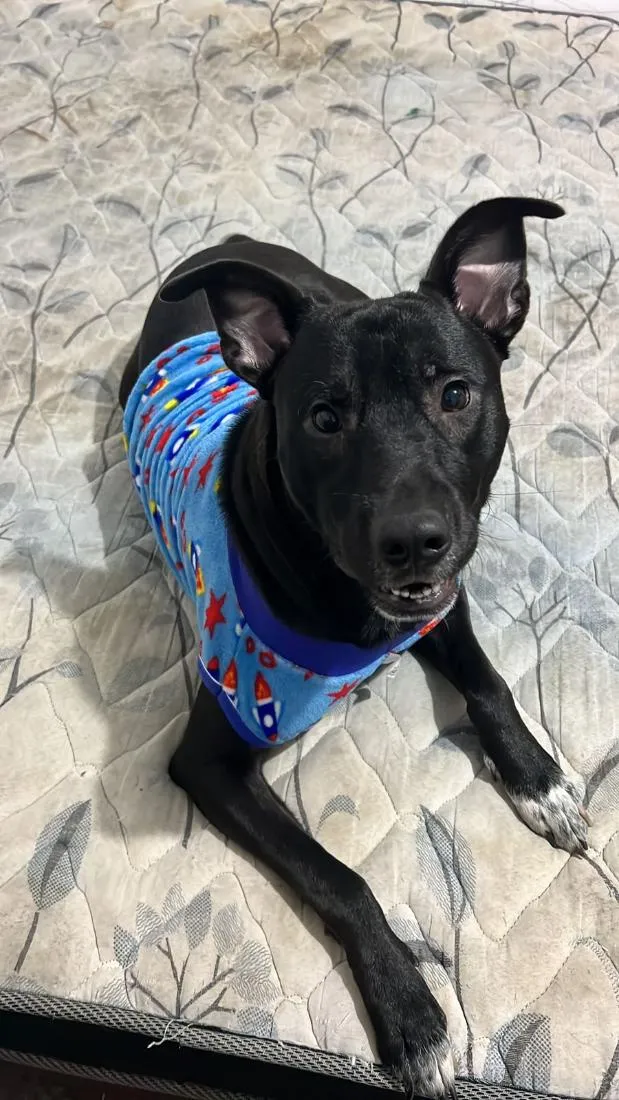 Cachorro raça SRD-ViraLata idade 1 ano nome neguinho