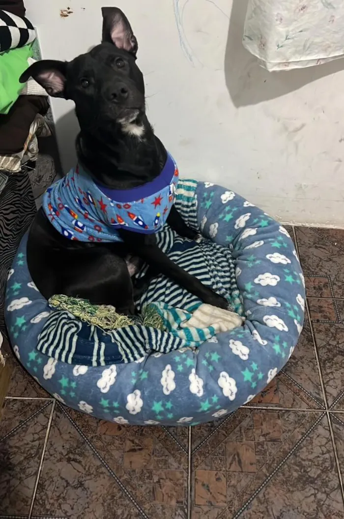 Cachorro raça SRD-ViraLata idade 1 ano nome neguinho